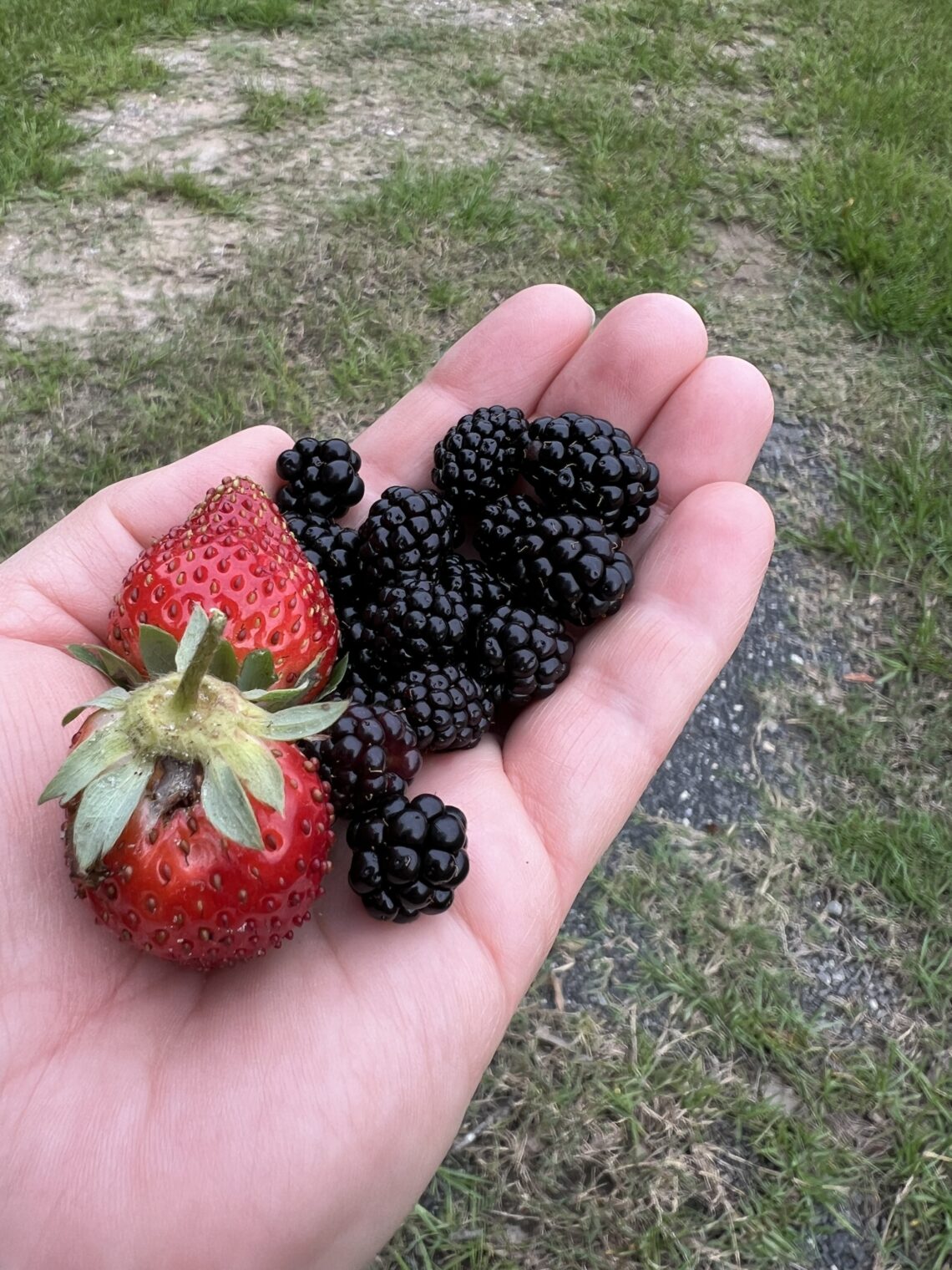 Hand holding strawberries and blackberries.